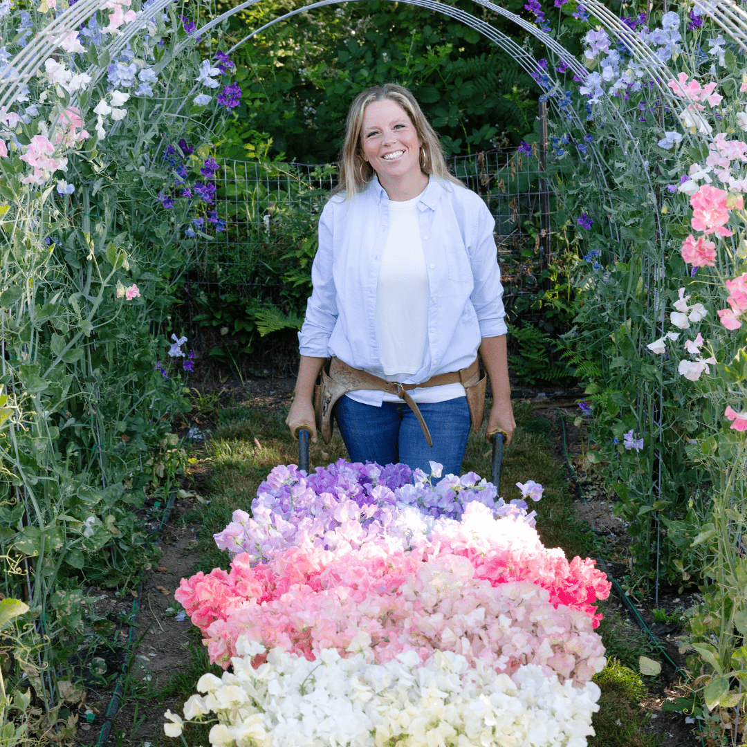Sweet Pea Season in Full Bloom - Heyday