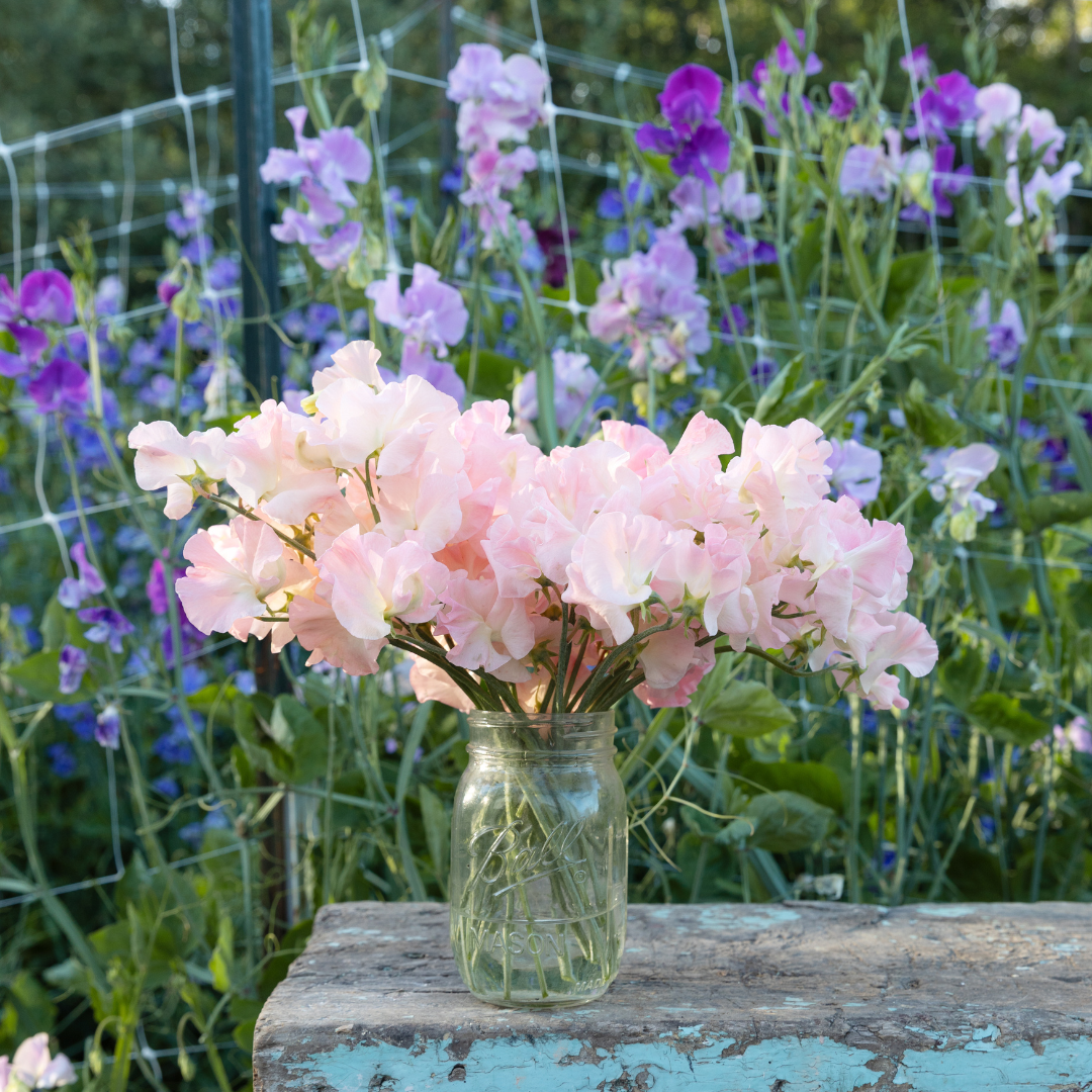sweet pea 2025 heyday