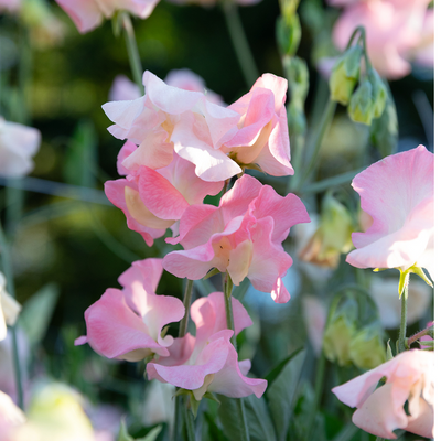 sweet pea 2025 heyday