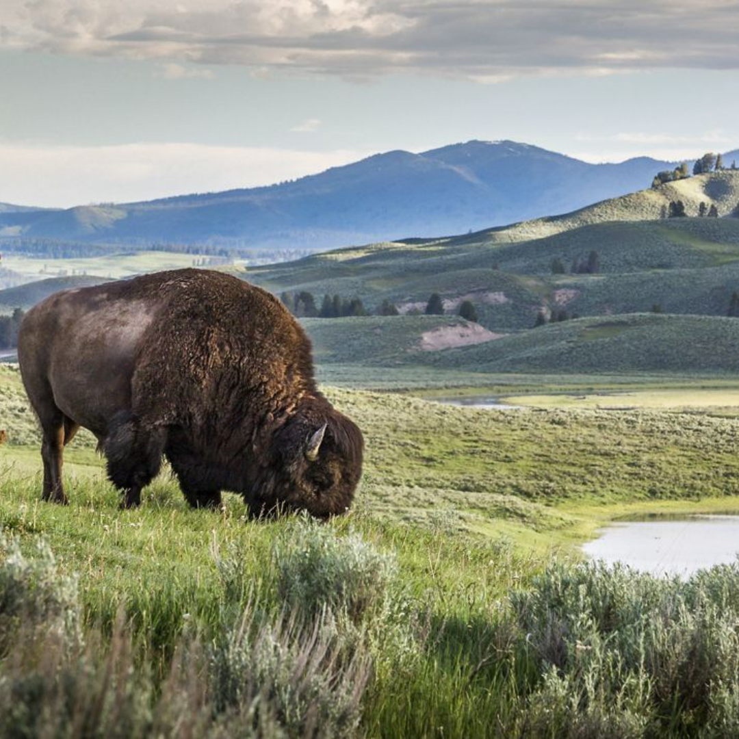 Heyday | 72 Hours in Bozeman | Yellowstone