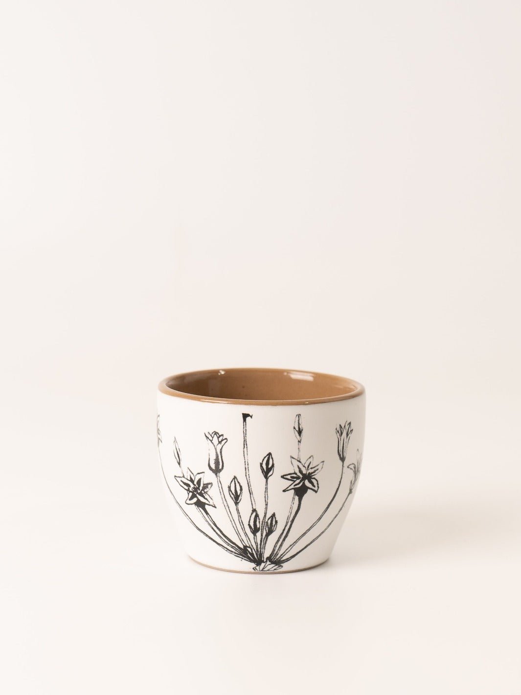 Allium Teacup - Heyday