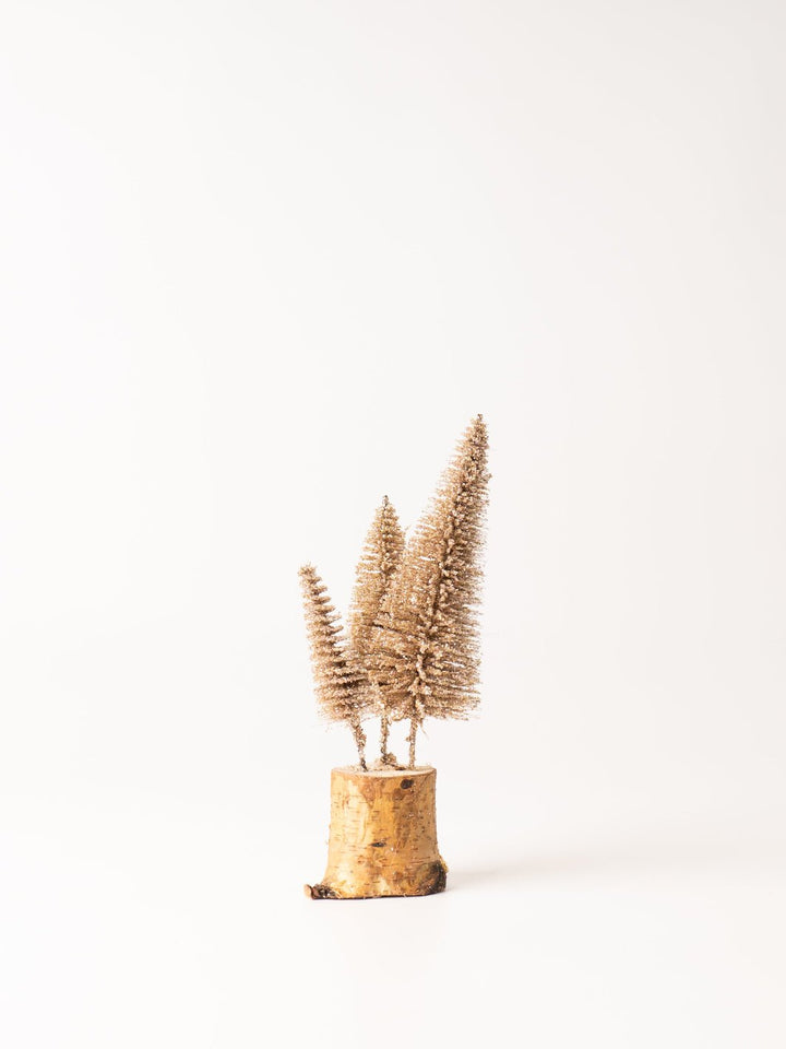 Golden Bottle Brush Tree - Heyday