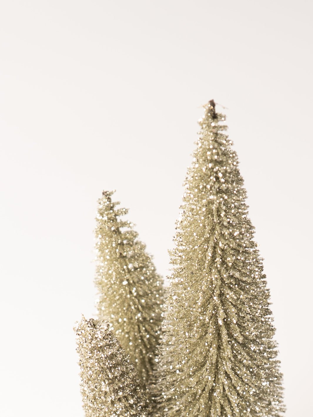 Silver Bottle Brush Tree - Heyday