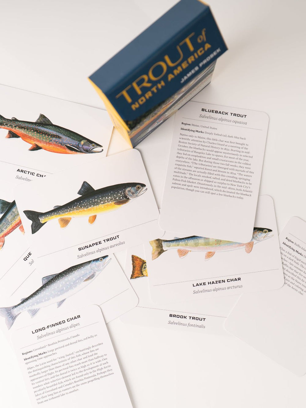 Trout of North America Card Deck - Heyday