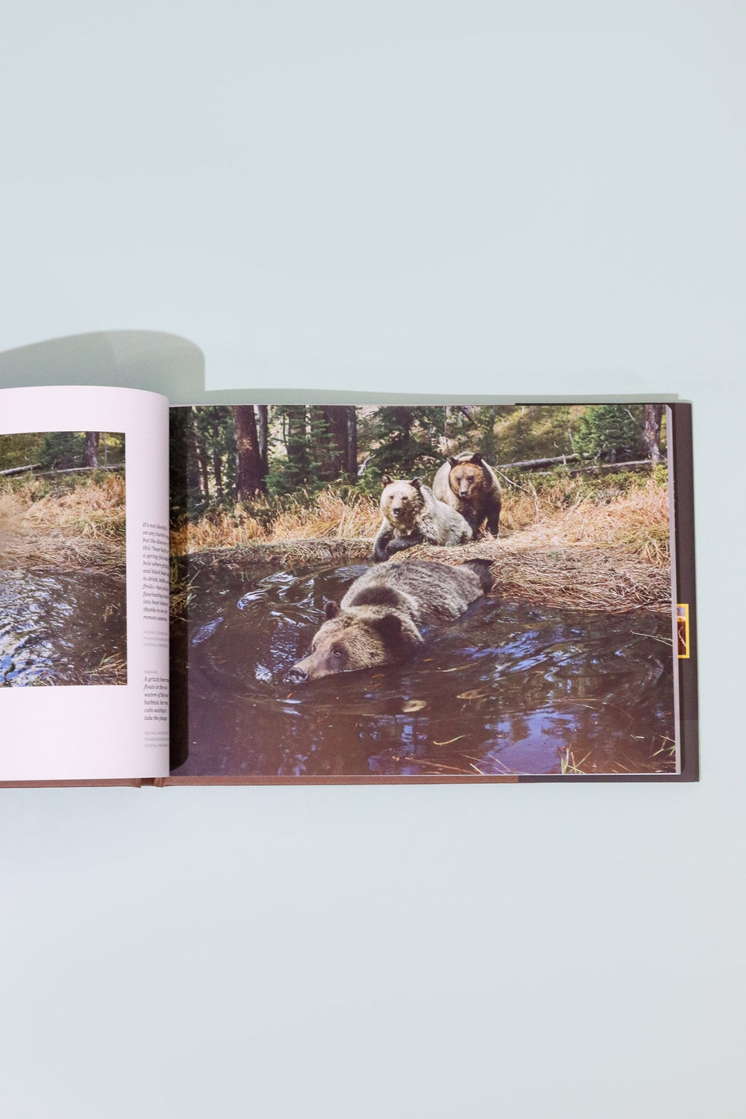 Yellowstone - Heyday